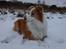 Border collie NOYTCB Split Second (Muffin)
