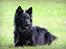 Chodsky Pes Herrera Vita Canina