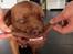 Dogue de bordeaux Cody - smiiiiiil !
