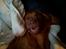 Dogue de bordeaux Cody - Kom lige til at sove med åben mund .. !
