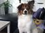 Blanding af racer Pekingeser/papillon - Bianca 4 år <3