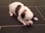 Blanding af racer Pekingeser/papillon - Hvide drengen :D