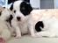 Blanding af racer Pekingeser/papillon - Plet drengen :D