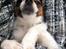 Blanding af racer Pekingeser/papillon - Bianca putter i sofaen :)