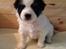 Blanding af racer Pekingeser/papillon - Lille sorte :)