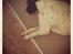 Pointer Wilson