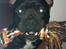 Blanding af racer Al Capone Junior (Capone) - lege!!!!!!!?