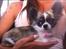 Chihuahua Pepsi
