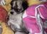 Chihuahua Pepsi