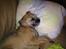 Border terrier fabi