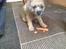 Border terrier fabi