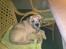 Border terrier fabi