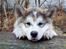 Alaskan malamute Ricky