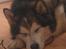 Alaskan malamute Ricky