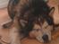 Alaskan malamute Ricky