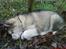 Alaskan malamute Ricky