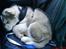 Alaskan malamute Ricky