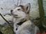 Alaskan malamute Ricky