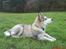 Alaskan malamute Ricky