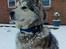 Alaskan malamute Ricky
