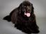Newfoundlænder Munkevang Fenris - Noa 6½ år gammel d. 25.01.2014
