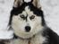 Siberian husky Einstein