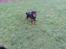 Rottweiler Sherlock aka Rulle