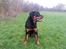 Rottweiler Sherlock aka Rulle