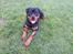 Rottweiler Sherlock aka Rulle