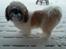 Shih tzu Baloo