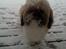 Shih tzu Baloo