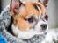 Chihuahua CH. Gorchi Dasher "Dexter" - 2 år gammel · Januar 2014