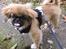 Pekingeser Django