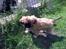 Pekingeser Django