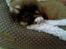 Pekingeser Django