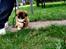 Pekingeser Django
