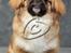 Pekingeser Django