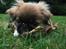 Pekingeser Django