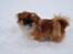 Pekingeser Django