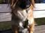 Pekingeser Django