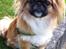Pekingeser Django