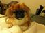 Pekingeser Django