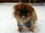 Pekingeser Django