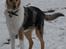 Collie korthåret Bluie RIP
