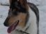 Collie korthåret Bluie RIP