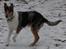 Collie korthåret Bluie RIP