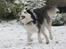 Siberian husky Einstein