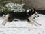 Siberian husky Einstein