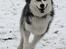 Siberian husky Einstein