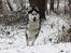 Siberian husky Einstein